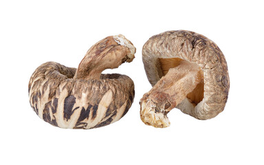 shiitake mushroom on transparent png