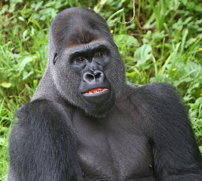 Paignton, Torbay, South Devon, England: A close-up portrait of a Western Lowland Gorilla sitting in his outdoor enclosure at Paignton Zoo (Established 1923). 