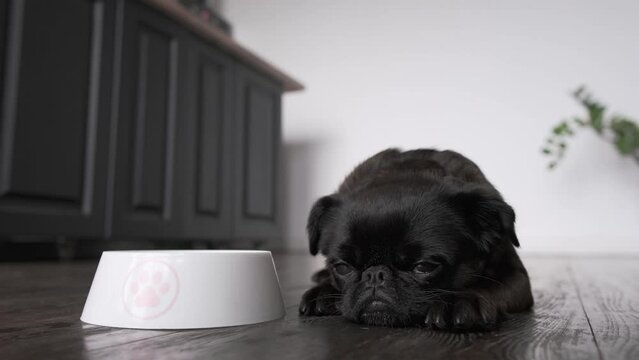 Dog food, diet. Shot of Brabancon or pug with black fur laying near bowl at home interior background. Sad and funny face with big eyes.  Pet looks sad, sick or unhappy, refusal to eat. care and animal