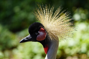 The black crowned crane (Balearica pavonina) is a bird in the crane family Gruidae. Walsrode, Germany.