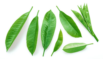 Fresh tea leaves isolated on white background. Closeup.