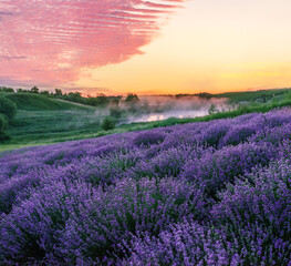 Fototapeta na wymiar Lavender field and wonderful beautiful cloudy sky at sunrise. Beautiful nature background.