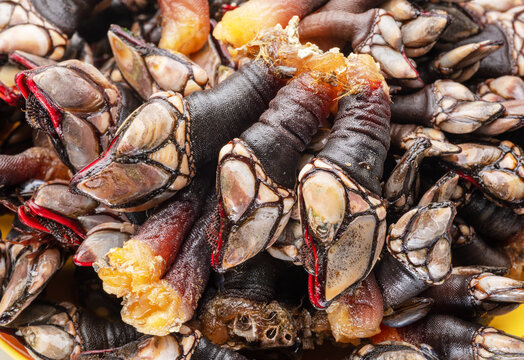 Raw goose barnacles closeup. Food background.