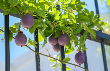 Dark purple passion fruits on passiflora vine in the garden closeup.. - obrazy, fototapety, plakaty