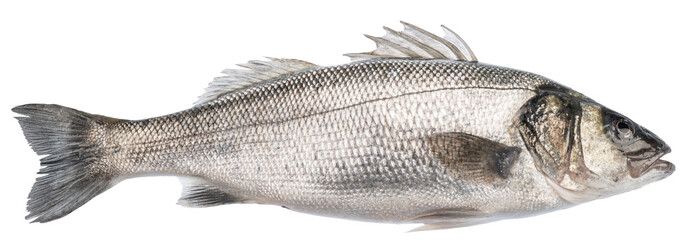 Sea bass, one raw fish isolated on white background. File contains clipping path.