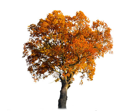 Oak tree with orange and brown leaves in autumn sunlight, transparent png