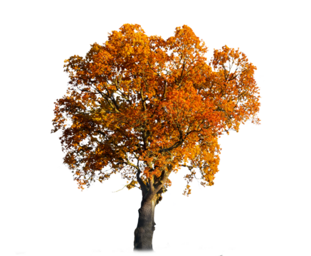 Oak tree with orange and brown leaves in autumn sunlight, transparent png