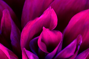 Fototapeta na wymiar Background made of burgundy scarlet colored delicate flower petals.Photo filter floral backdrop as design element.