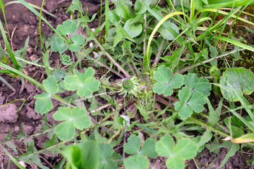 Dandelion plant as weed and problem in garden. Spring time works in garden beds