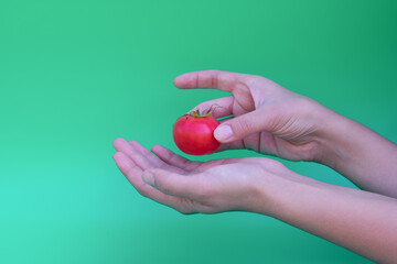 Female hands hold red ripe tomato cherry as metaphor and concept of buying vegetables in supermarket and delivery.Healthy lifestyle.