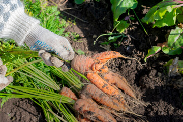 Raw deformed carrot with crooked and twisted roots freshly picked from vegetable bed. Disease...