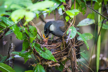 Black-throated Laughingthrush (Dryonastes chinensis) is feeding her young in the nest.