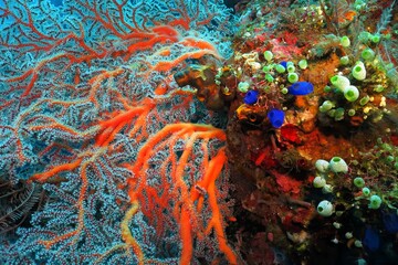 Detail of colorful tropical reef. Corals and marine life. Tropical reef seascape. Scuba diving on the reef, travel picture. Underwater macro photography, aquatic wildlife.