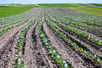 Fototapeta na wymiar Farm fields on the slopes of the hills are planted with white cabbage. The culture grows well after sowing, has good healthy leaves. The summer in the west of Ukraine in the Lviv region.