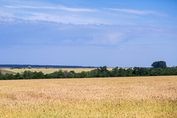 A fields of ripe wheat, ready for harvest. Typical summertime landscape in Ukraine. Concept theme: Food security. Agricultural. Farming. Food production. Dnipro city outskirts.