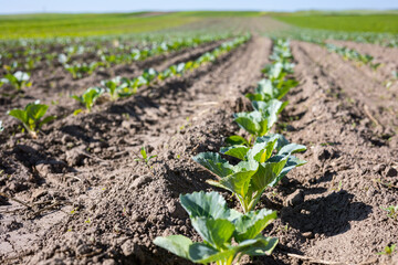 Farm fields on the slopes of the hills are planted with white cabbage. The culture grows well after sowing, has good healthy leaves. The summer in the west of Ukraine in the Lviv region.