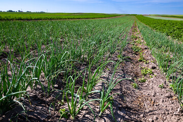 Farm fields on the slopes of the hills are planted with spring onion. The culture grows well after sowing, has good healthy leaves and root. The summer in the west of Ukraine in the Lviv region.
