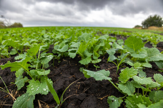 A farm field sown with winter oilseed rape. The culture has grown well, has taken root and is ready to overwinter. The autumn in the west of Ukraine in the Lviv region.