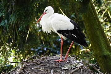 Ringed white stork (Ciconia ciconia) Ciconiidae family. Walsrode, Germany.