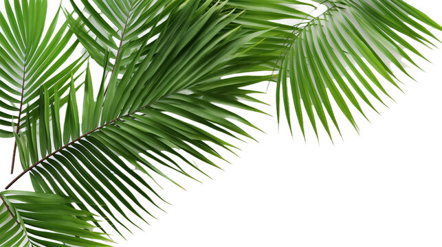 Tropical beach coconut palm tree leaves isolated on white background, green palm fronds layout for summer and tropical nature concepts