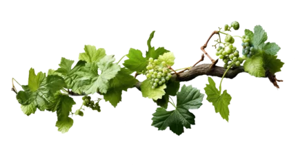 Fotobehang Grape leaves vine plant branch with tendrils in vineyard © Classy designs