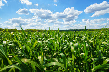 Naklejka premium young green wheat sprouts agricultural field, bright spring landscape on a sunny day, blue sky as background