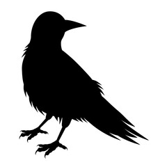 Crow silhouette on white background.