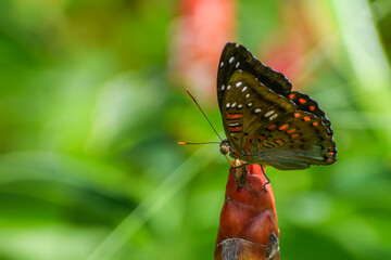 Baron butterfly on ginger flower - butterfly of Singapore