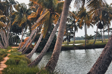 the water is surrounded by palm trees