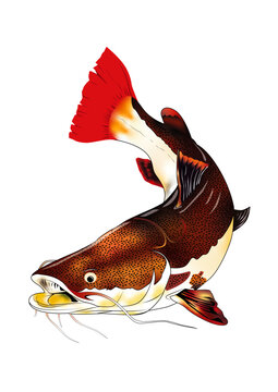 catfish, pirarara, red and yellow fish peixe
