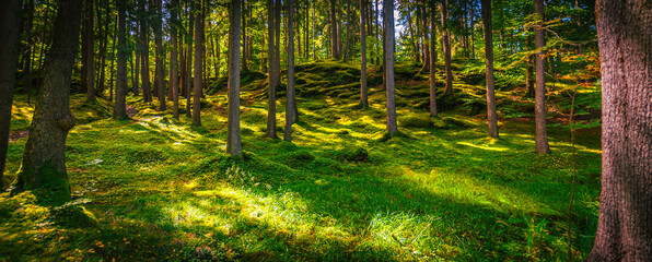 Blick auf eine kleine Waldlichtung, mit Sonnenstrahlen, in der Nähe von Hafling in Südtirol 