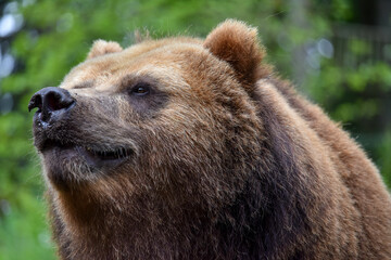Obraz premium Europäischer Braunbär