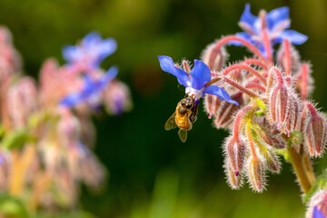 Pollinisateur - Bourdon des champs butinant une fleur de bourrache bleu © Olivier-Tuffé