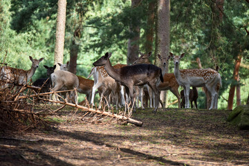 Damwild in der Natur