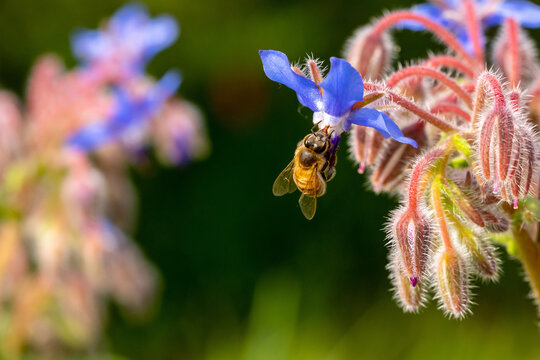 Pollinisateur - Bourdon des champs butinant une fleur de bourrache bleu