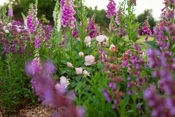 Close up of blooming white roses flowers with purple salvia in summer garden. English Sharifa Asma