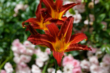 Hémérocalle fauve ou lys d'un jour.