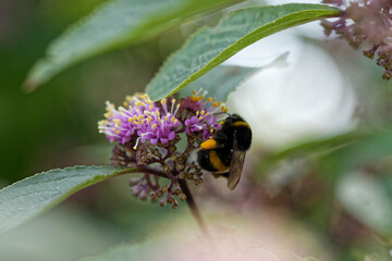 Le bourdon terrestre butine.