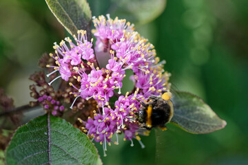 Fleur butiné par le bourdon terrestre.