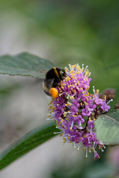 Bourdon terrestre butine dans le jardin 