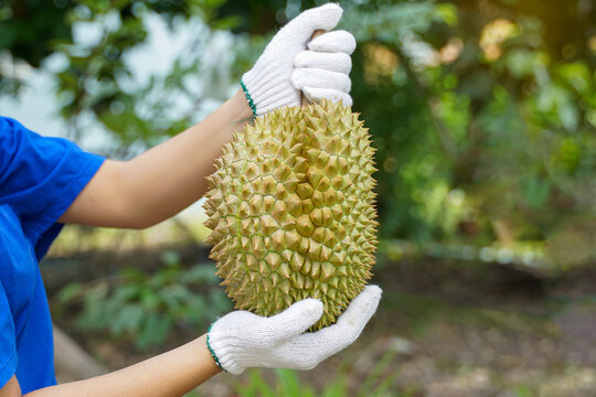 hand holding durian fruit. Durian is known as the king of fruits with a unique aroma. The skin is hard with thorns, the flesh is yellow and has a sweet, oily.