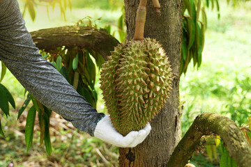 Durian farmers inspect durian fruit quality on the tree before cutting and selling. It is a fruit...