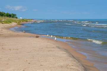 Ring-Bi.lled Gulls On The Lake Michigan Shoreline