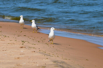 Ring-Billed Gulls On The Lake Michigan Shoreline