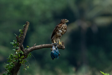 A crested goshawk attacking collared kingfisher mid-air, natural bokeh background 