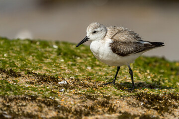 Sanderling 