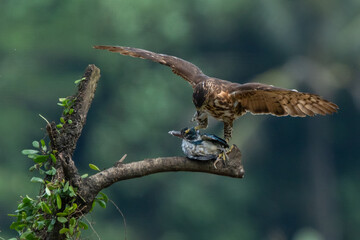 A crested goshawk attacking collared kingfisher mid-air, natural bokeh background 
