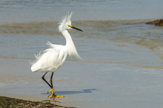 Snowy Egret 