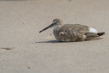 Eastern Willet sitting on the sandy beach