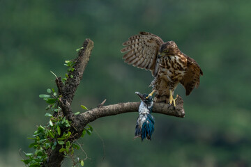 A crested goshawk attacking collared kingfisher mid-air, natural bokeh background 
